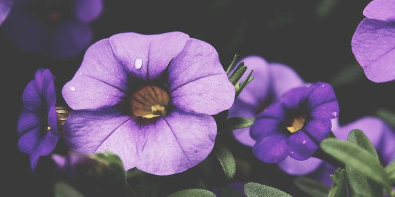 大光圈定焦镜头人像摄影：掌握背景虚化与氛围营造的艺术