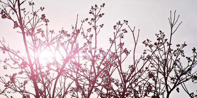 大光圈定焦镜头人像摄影终极指南：85mm与135mm焦段深度对比与氛围营造